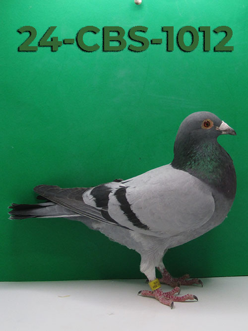 24-CBS-1012 Blue Cock. 019 Janssen cock.