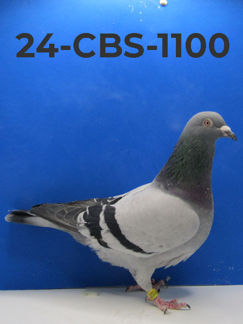 24-CBS-1100 Blue Cock. Inbred grandson 'Rudi'. Super Cock!