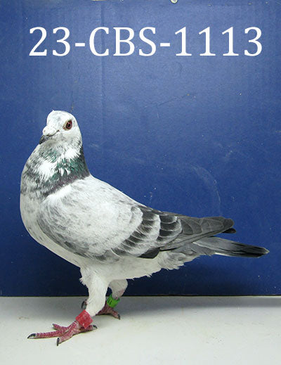 23-CBS-1113 Grizzle Hen.