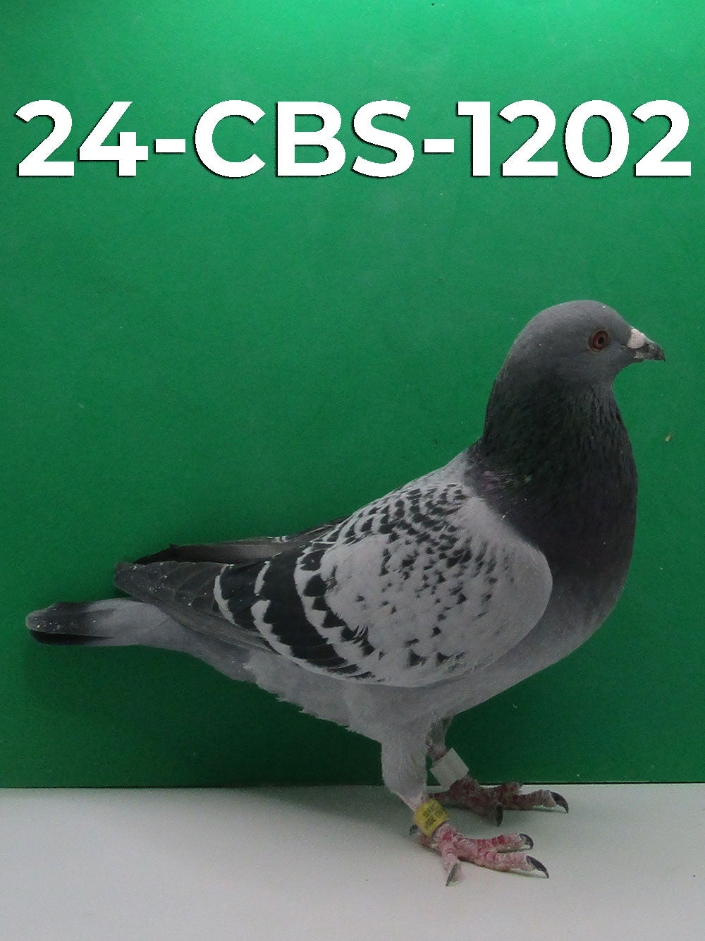 24-CBS-1202 Light Check Cock. Son "Bellatrix"