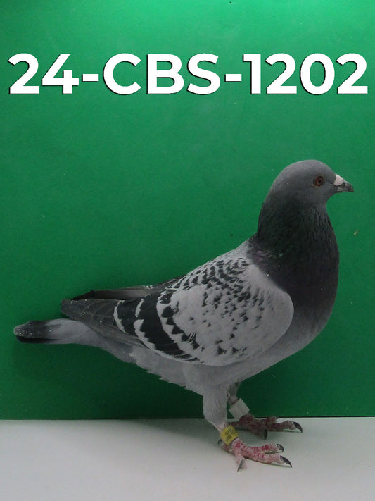 24-CBS-1202 Light Check Cock. Son "Bellatrix"