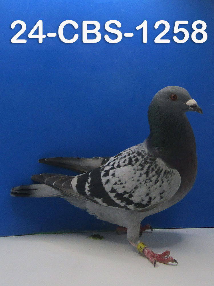 24-CBS-1258 BC Cock. Son of "Bellatrix" super breeding daughter of "Rudi" & "Olympia".