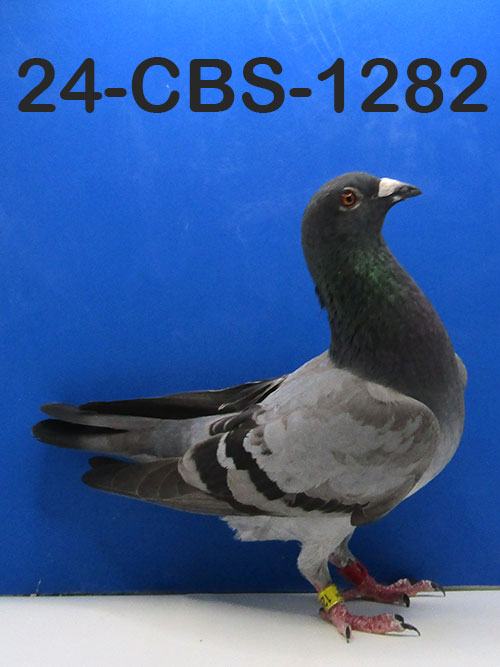 24-CBS-1282 Blue cock. The best of Dirk Van Dyck.