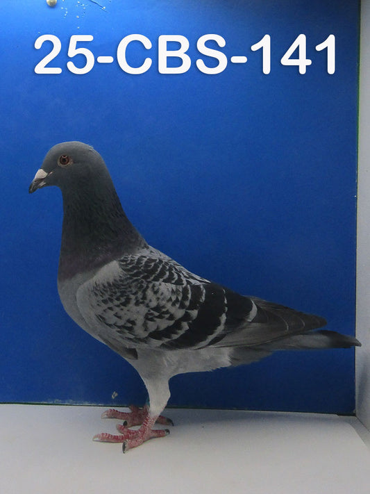 25-CBS-141 Blue check cock. Son "Kylo Ren".