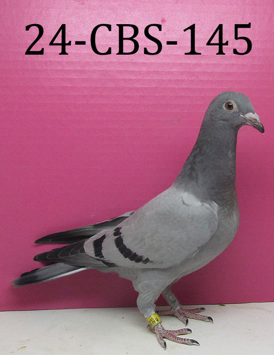 24-CBS-145 BB Squeaker. Janssen. Breed or fly