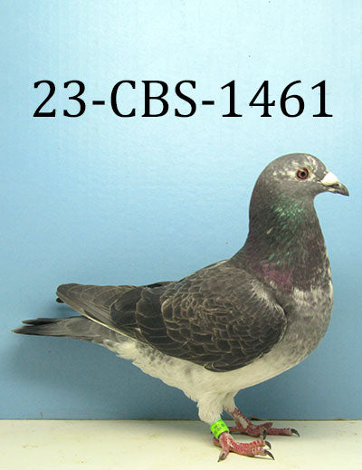 23-CBS-1461 Grizzle C