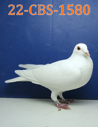 22-CBS-1580 White Cock