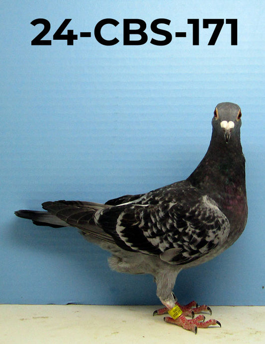 24-CBS-171 Blue Check Hen.
