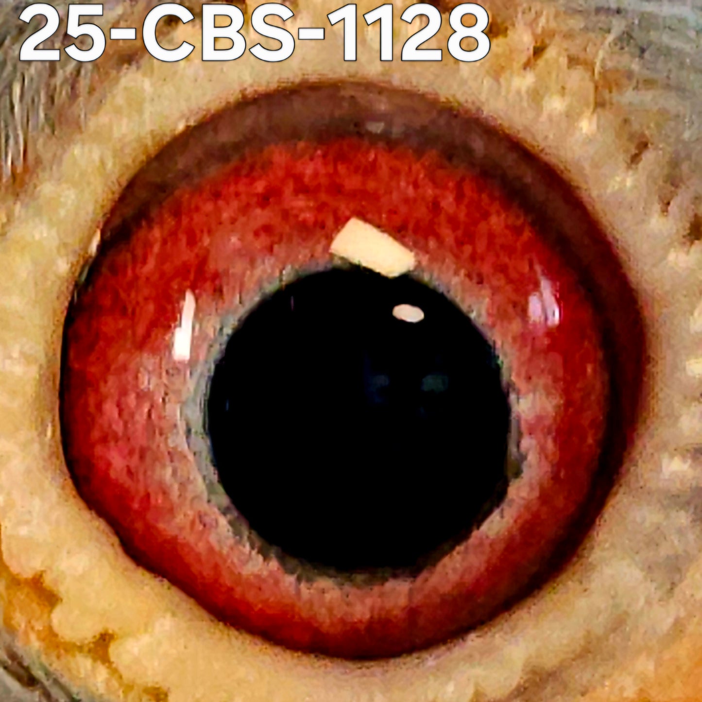 25-CBS-1128 Light check white flight cock. 019 Janssen