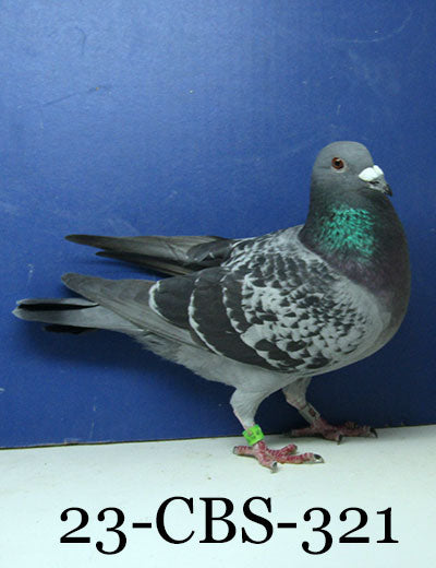 23-CBS-321 BC C. 019 Janssen. See attached video.