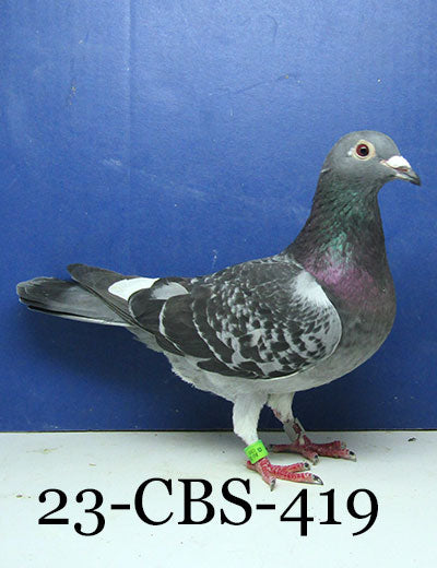 23-CBS-419 BCWF H. 019 Janssen. Inbred "990".
