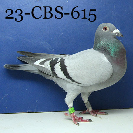23-CBS-615 BBWF H