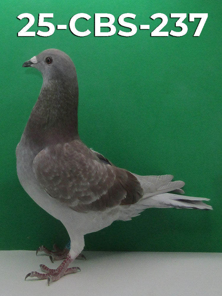 25-CBS-237 Red Check Cock. 1/2 Sibling bred Apple Cup Winner