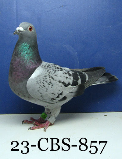 23-CBS-857 LC H. 019 Janssen. See attached video.