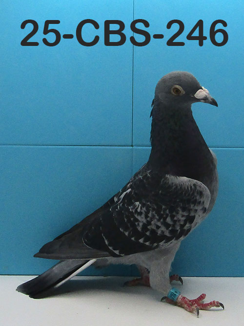 25-CBS-246 Blue check cock. Grandson "Triple DiCaprio"