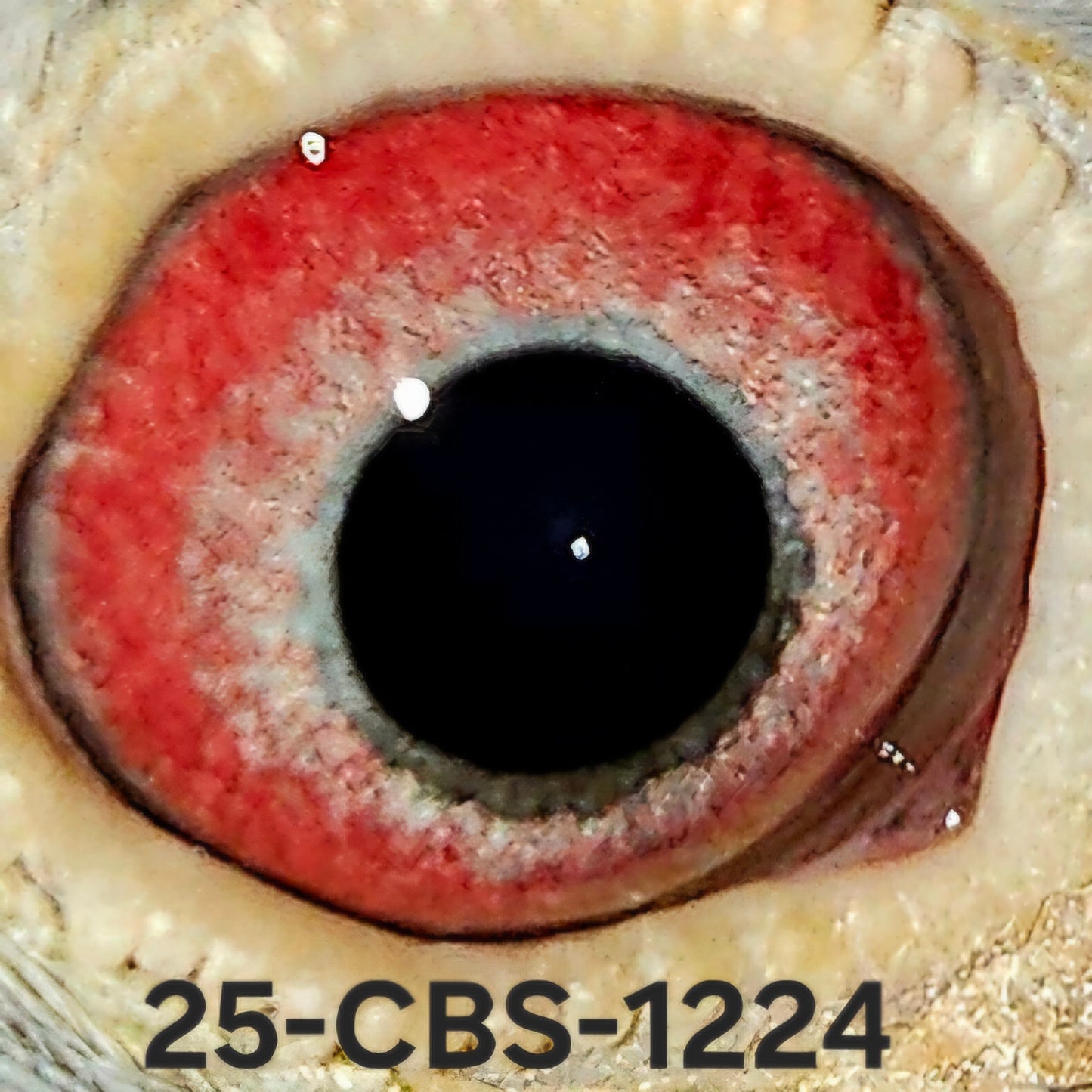 25-CBS-1224 Blue Hen. 019 Janssen. Inbred "Dakota".
