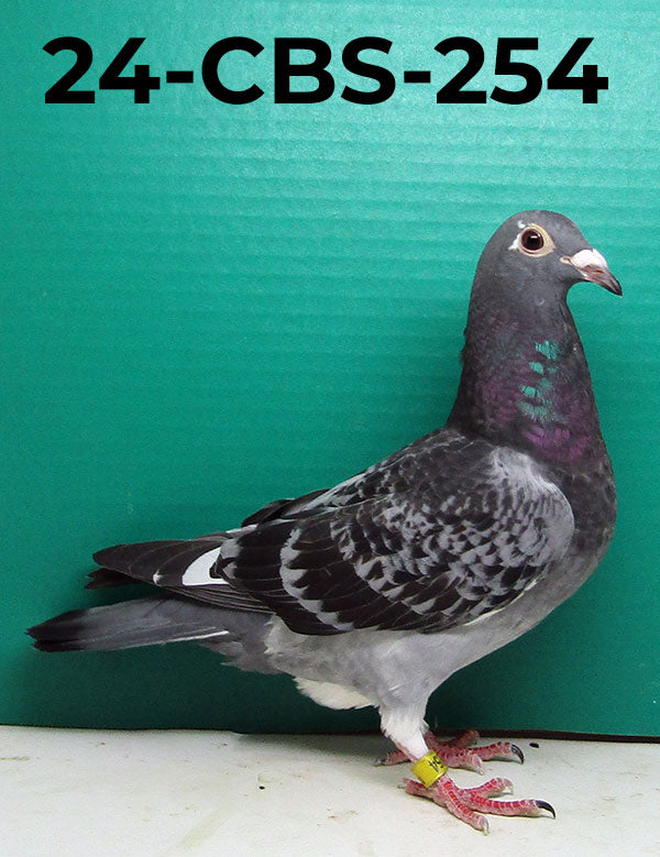 24-CBS-254 BCWF H. 019 Janssen – CBS Pigeon