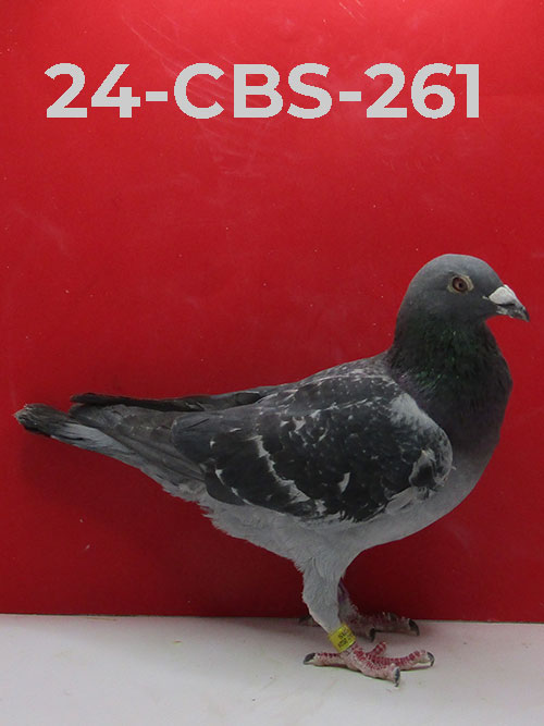 24-CBS-261 Dark Check. Inbred "DiCaprio". Leo Heremans.
