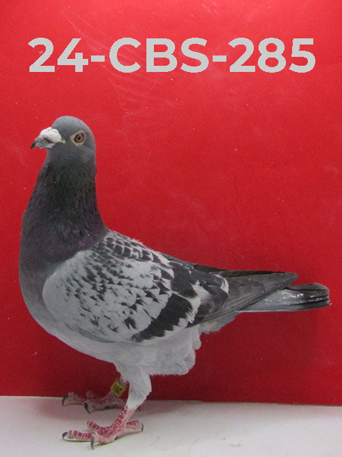 24-CBS-285 BC Male