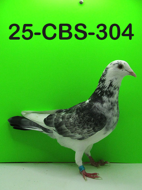 25-CBS-304 Grizzle Splash Hen.