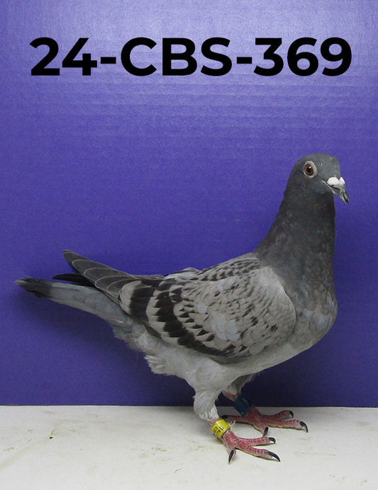 24-CBS-369 LC H. Inbred "Black Suger", Kaasboer.
