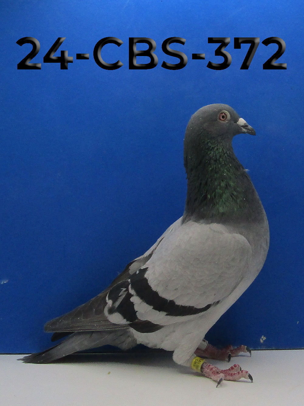 24-CBS-372 Blue cock. Inbred "Rudi" x "Kambree"