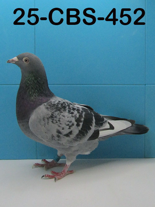 25-CBS-452 Blue Check white flight hen. Granddaughter "Jacky Blue".
