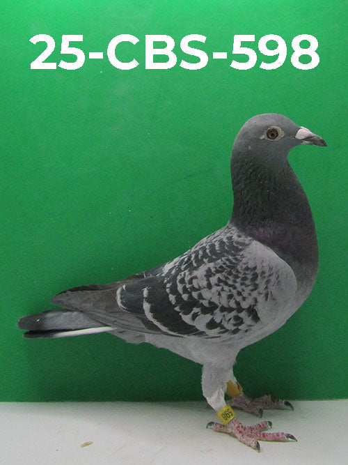 24-CBS-598 Blue Check Cock.