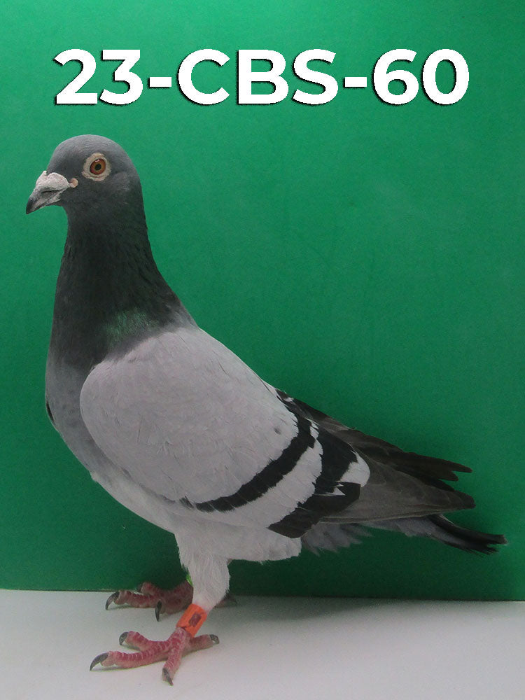 23-CBS-60 Blue Cock