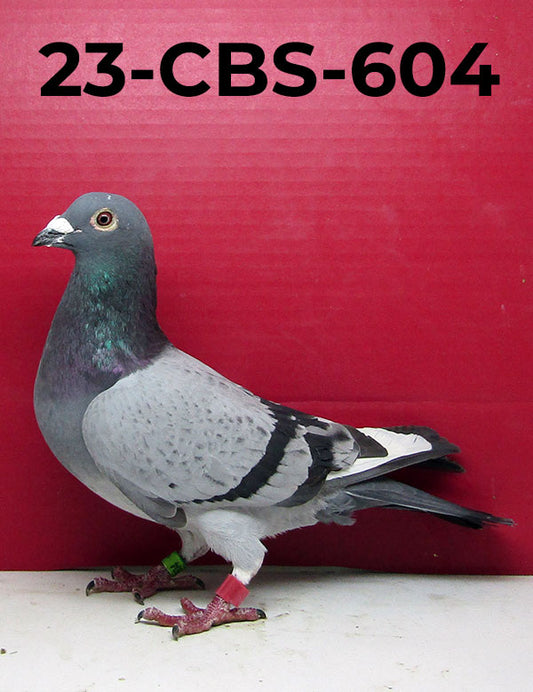 23-CBS-604 Pencil Pied C. Sire was top racer at the Apple cup.