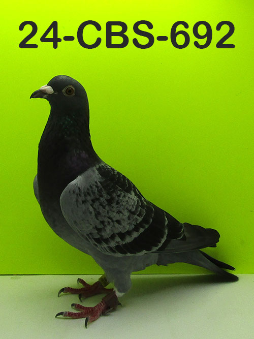 24-CBS-692 Blue check Cock.