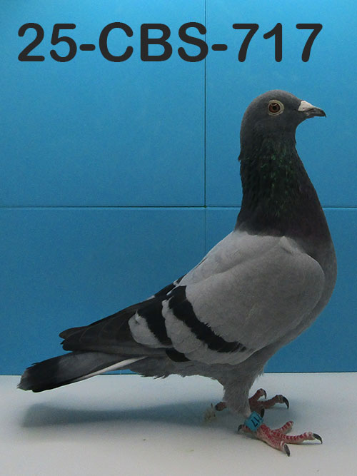 25-CBS-717 Blue cock. Stefaan Lambrechts bred from two great racers.