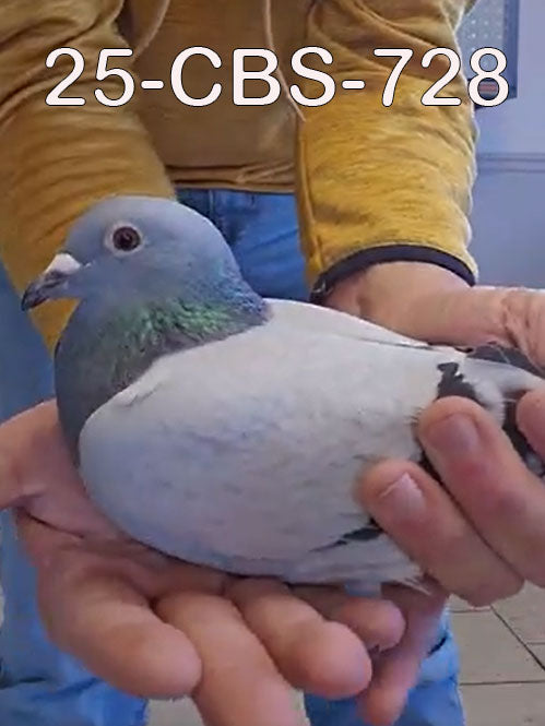 25-CBS-728 Blue white flight hen. Inbred granddaughter "Benjamin" & "Thandie".