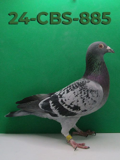 24-CBS-885 Blue Check Cock. Excellent Rudi De Saer.