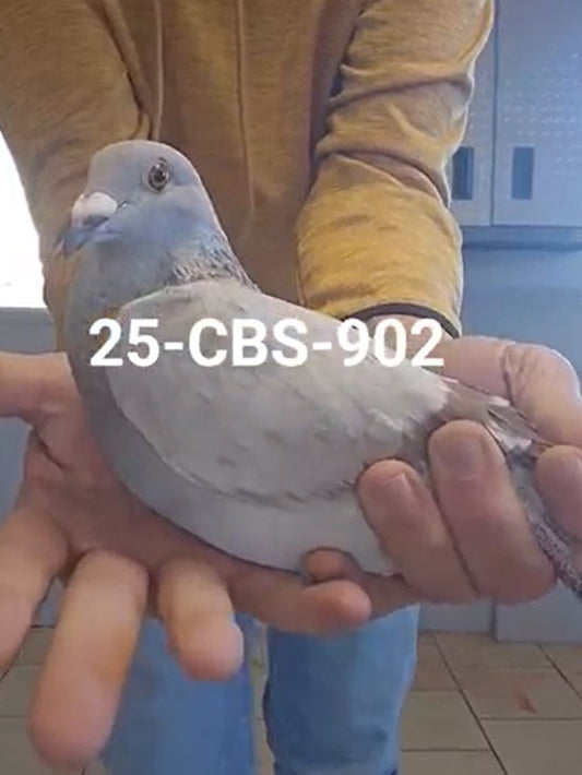 25-CBS-902 Silver Cock