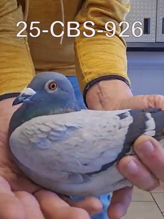 25-CBS-926 Blue cock. Grandson "White Freedom". Guy Van Der Auwera.