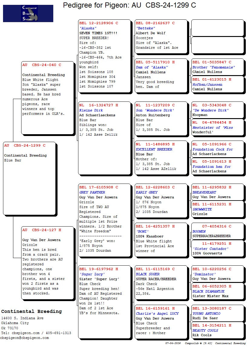 24-CBS-1299 Blue cock. Grandson "Sugar Lucy" and "Grey Panther"
