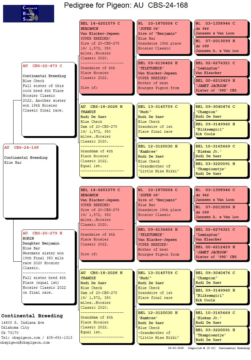 24-CBS-168 Blue cock. Double grandson "Benjamin" x "Thandie"