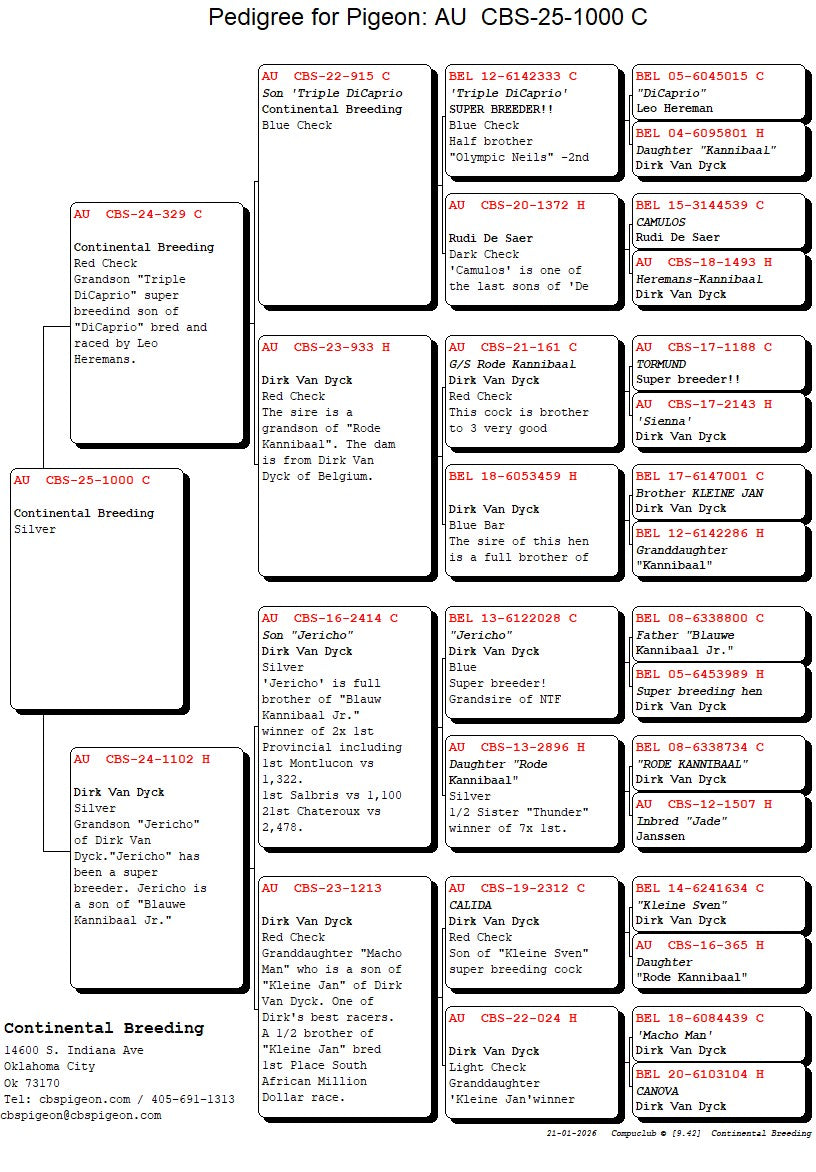 25-CBS-1000 Silver cock. Inbred "Rode Kannibaal"