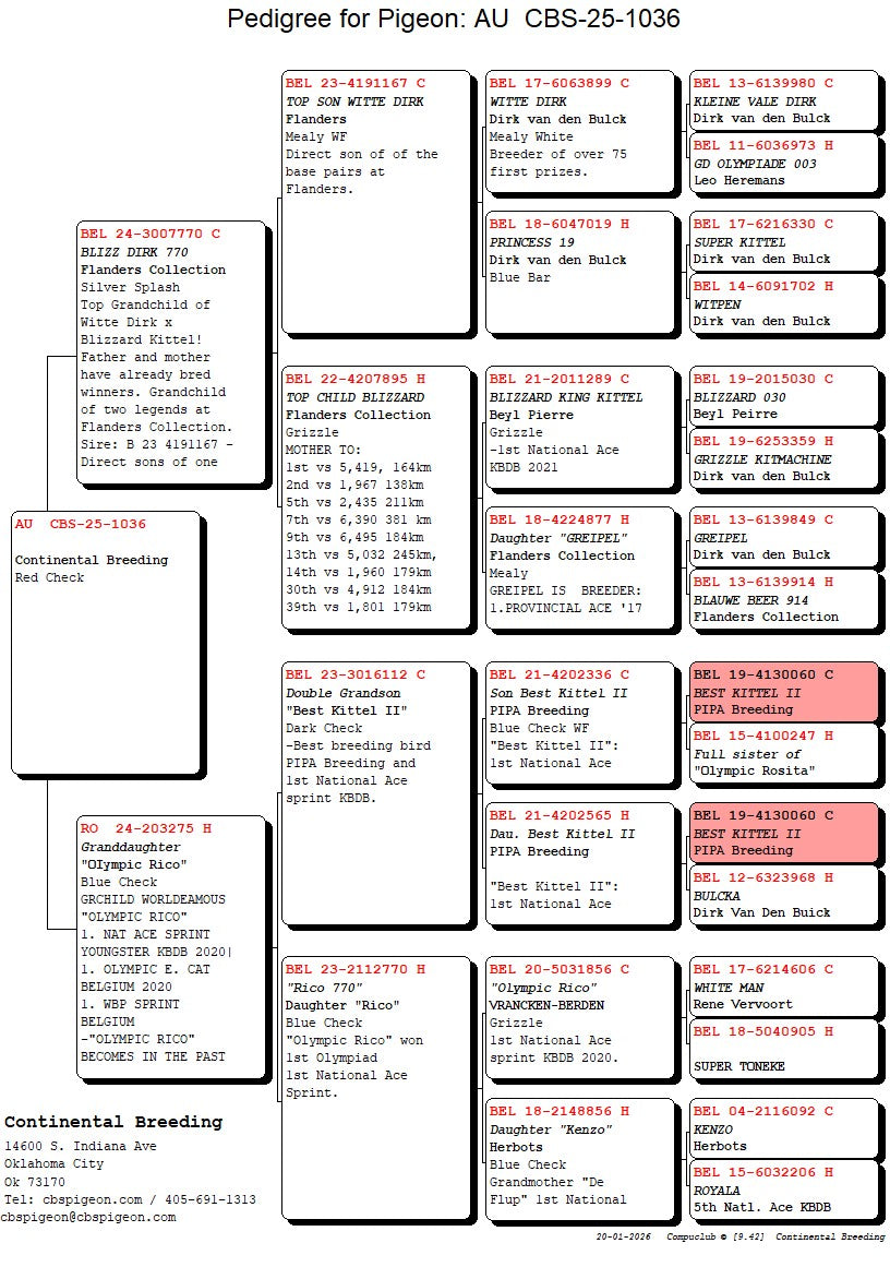 25-CBS-1036 Red check hen (I think).