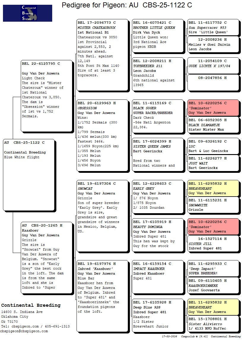 25-CBS-1122 Blue white flight cock. Grandson "Mr. Chateroux" and "Obsession" of Guy Van Der Auwera. Top Kaasboer LInes.