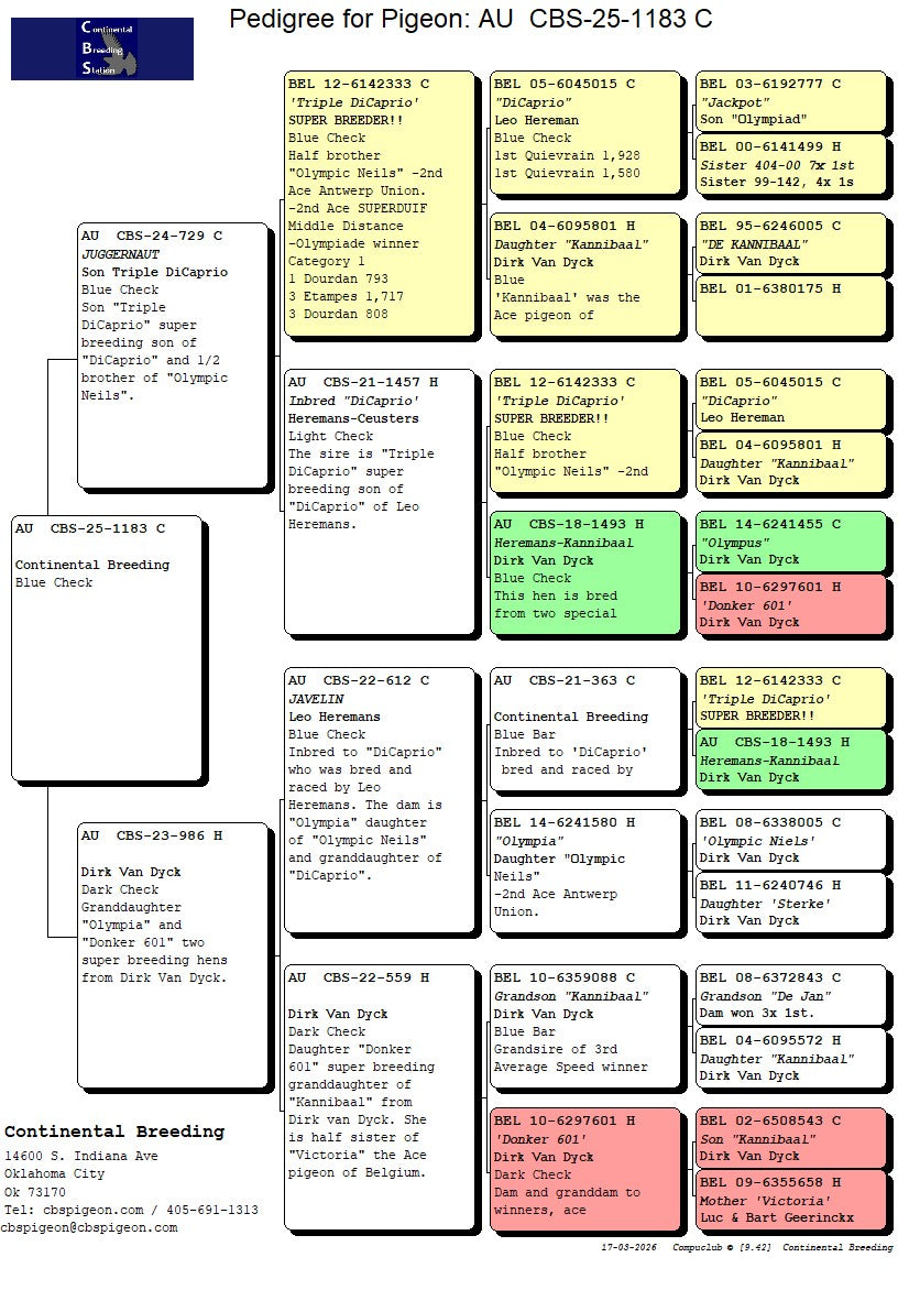 25-CBS-1183 Light check cock. Inbred "DiCaprio"