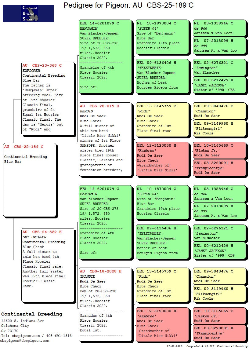 25-CBS-189 Blue cock. Double grandson "Benjamin"