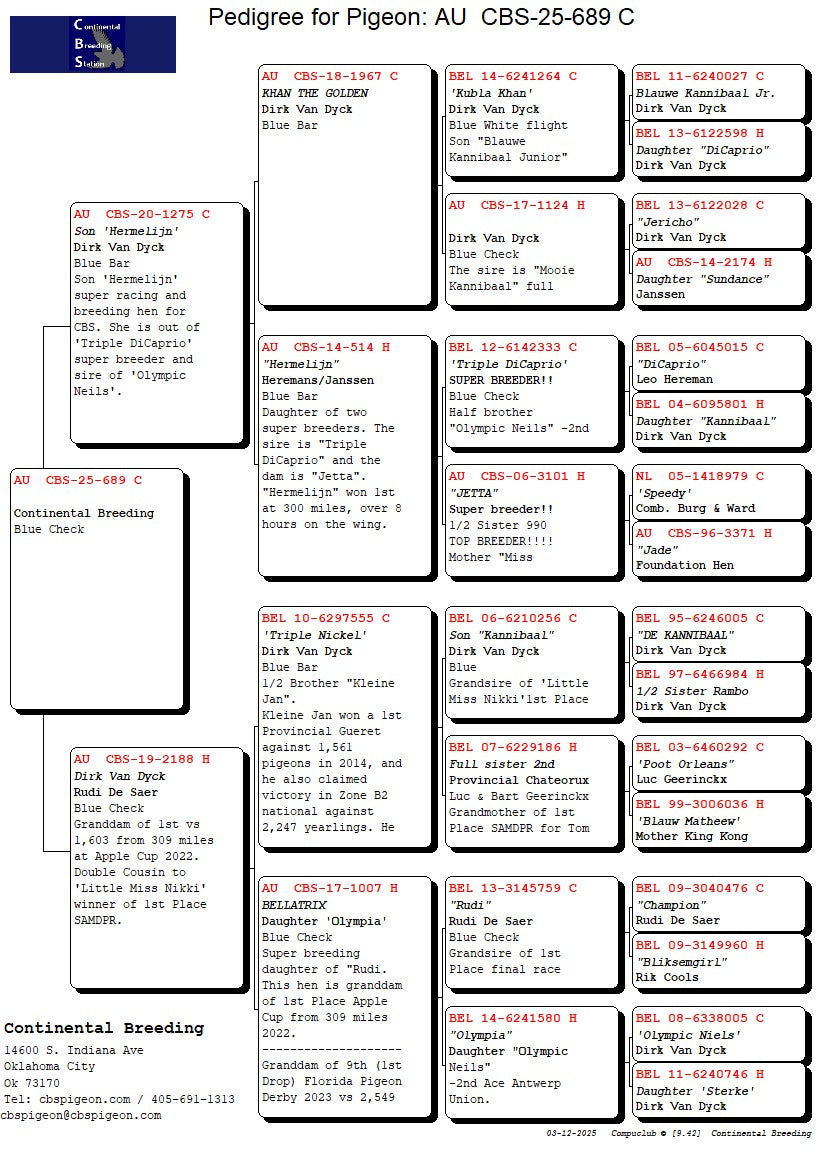 25-CBS-689 Blue Check Cock. Grandson "Bellatrix"