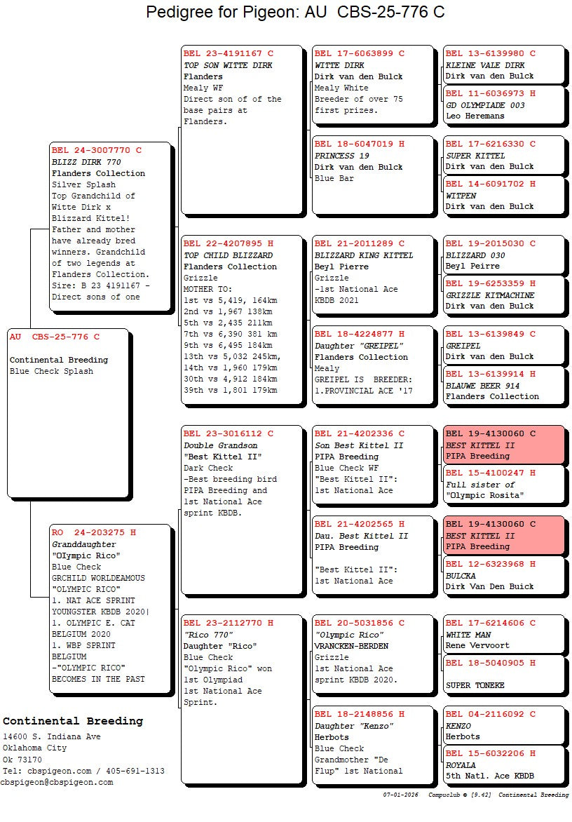 25-CBS-776 Blue check splash male. Excellent Kittel Blood.