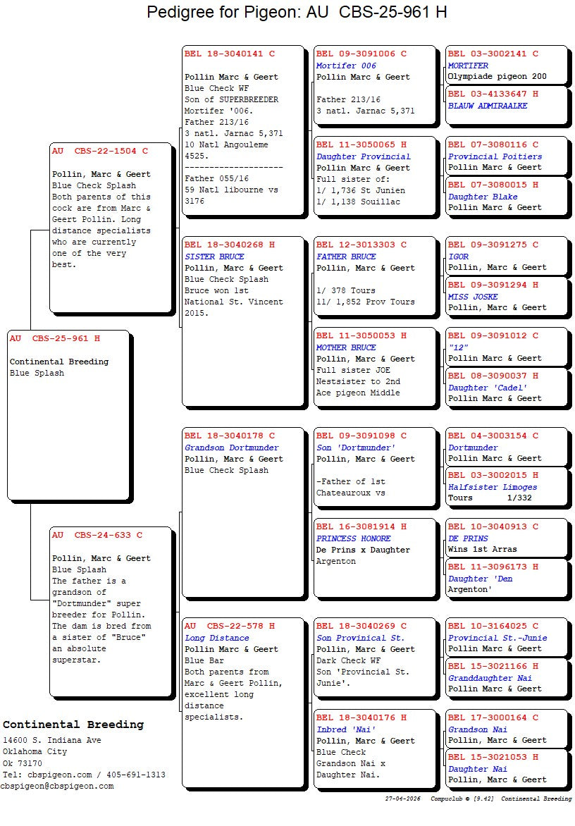 25-CBS-961 Blue splash hen. Pollin. Long distance!