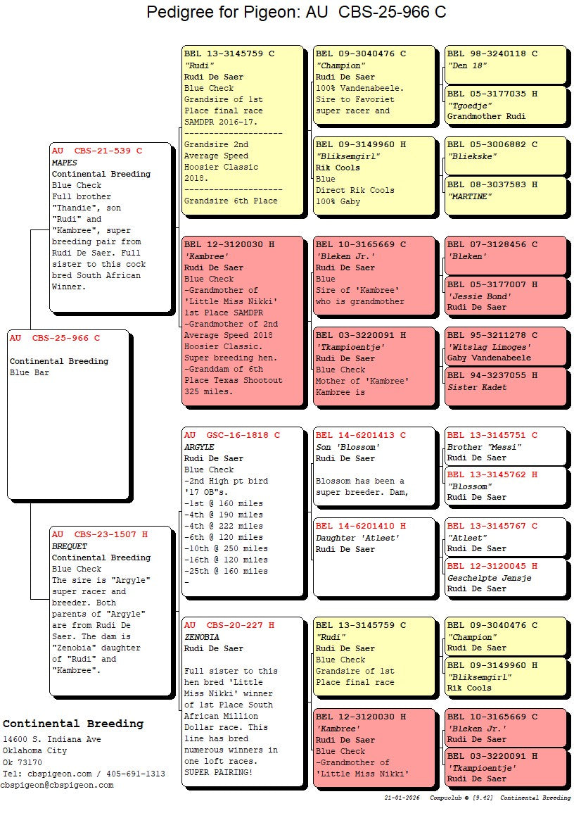 24-CBS-966 Blue cock. Inbred "Rudi"