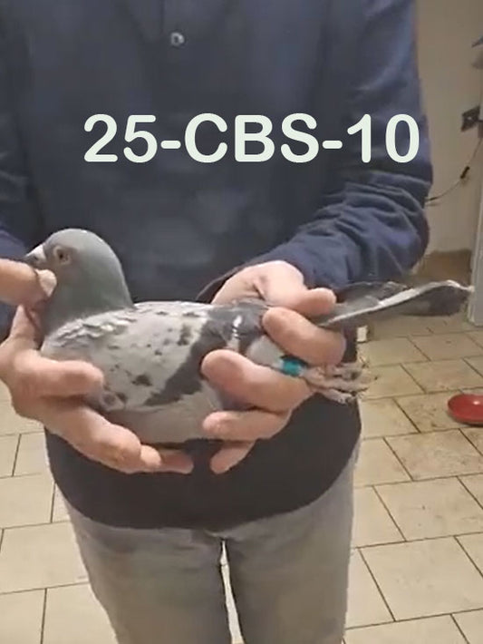 25-CBS-10 Light check male.