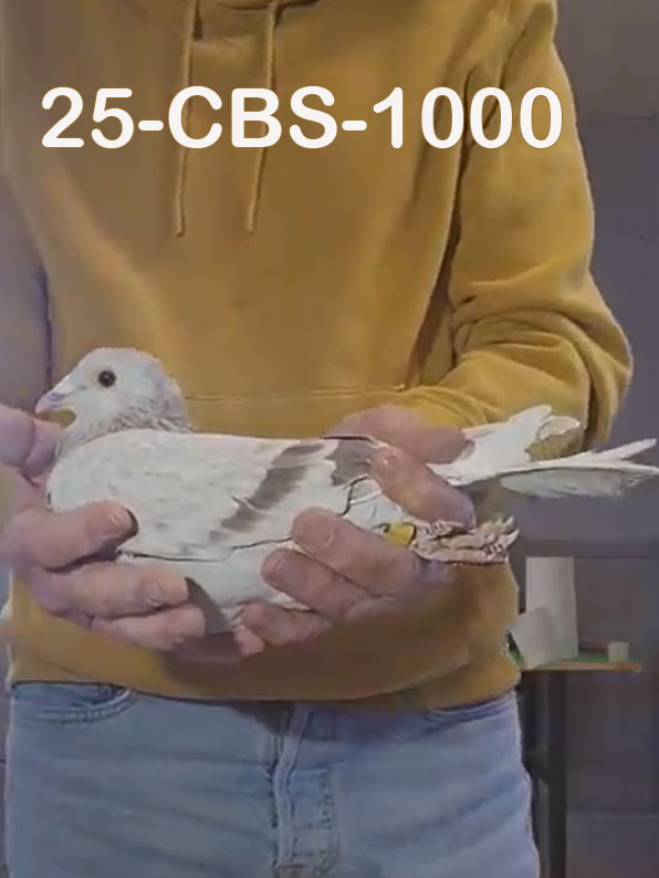 25-CBS-1000 Silver cock. Inbred "Rode Kannibaal"