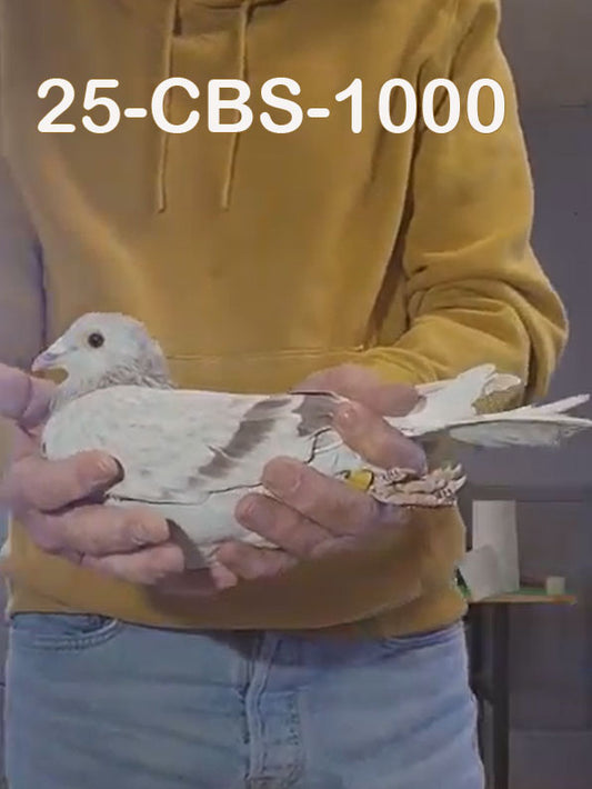 25-CBS-1000 Silver cock. Inbred "Rode Kannibaal"